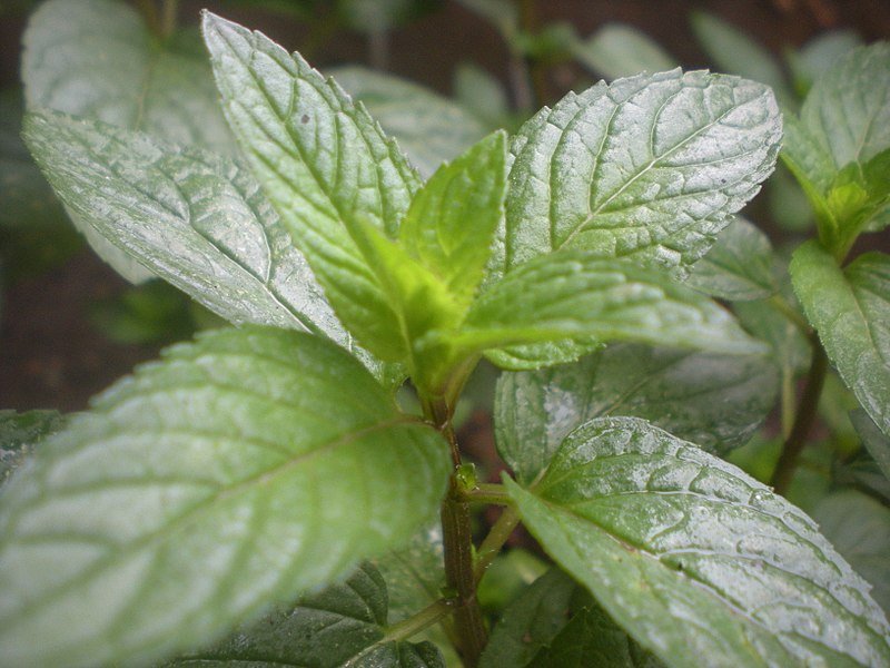Pudina -Mentha-piperita-1.jpg Pudina -Mentha-piperita-1.jpg